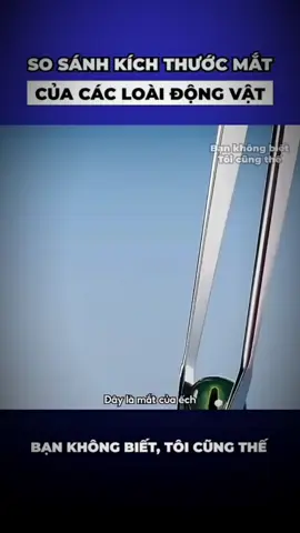 #CapCut bạn k biết , tôi cũng k biết!