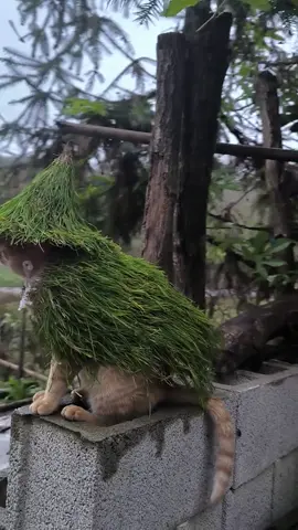 #cat #cutecat #kucing #pet 