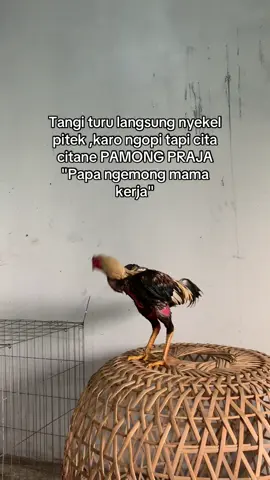 #storyayam #ayambangkoksuper #fyp #foryou #foryoupage 