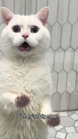 Pooptastrophe #catsoftiktok 