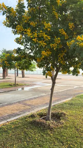 صباح الايجابيه والحياه الحلوه 🩷#الخبر_الدمام #كورنيش_الخبر #صباح #شتاء #مقهى 