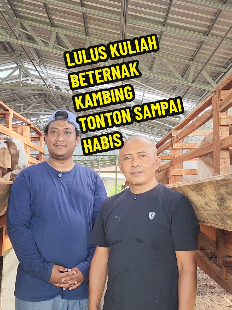 LULUS KULIAH BETERNAK KAMBING #SAHABATSUKATERNAK #goat #fypシ゚viral🖤tiktok☆♡🦋myvideo #creatorsearchinsights 