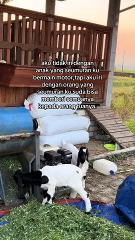 #peternakmuda #fypage 