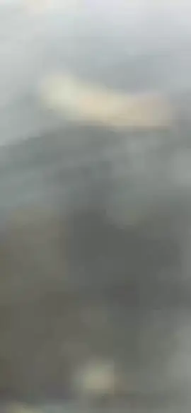 ⛔️Nông dân D'ran bì bõm thu hoạch rau dưới nước. Giá các loại nông sản đang tăng rất mạnh...#xuhuong #dalat #dran 