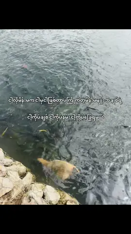 ဘလိုလဲအချစ်?#tiktok #moots? #fryပေါ်ရောက်စမ်း😼 #tiktokmyanmar🇲🇲 #fryyyyyyyyyyyyyyyyyyyyyyyyy 