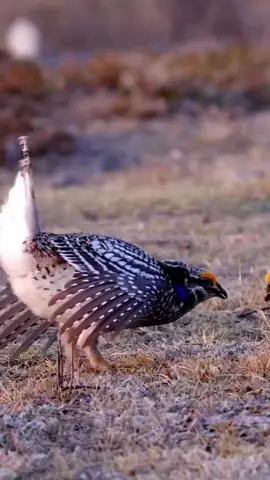 #birds #dance #animals #viral #foru 