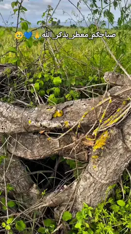 #بذكر__الله__تطمئن_القلوب🥹🙏💚🕊 #لايك_متابعه_اكسبلور_تعليق_مشاركةi🤲💚💙 #حتى_استمر_وياكم_بالنشر🥰💚🤍 #اللهم_سترك_ورحمتك_وعفوك_ورضاك_ومغفرتك #اللهم_صل_على_محمد_وآل_محمد 