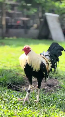 #ayamimport #ayamfhilifin🇵🇭