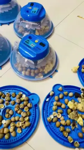 Chủ trại gà ngàn con cực kỳ dễ dàng  #gamini  #garutin  #minipet  #mayaptrung  #xuhuongtiktok 