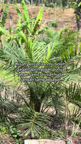 #sawitontiktok #xybca 