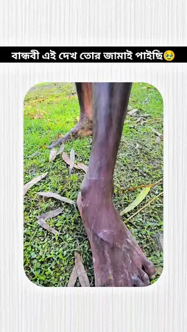 বান্ধবী এই দেখ তোর জামাই পাইছি 🥹 #lofi #newmusic #coversong #funny #বান্ধবীর_জামাই 