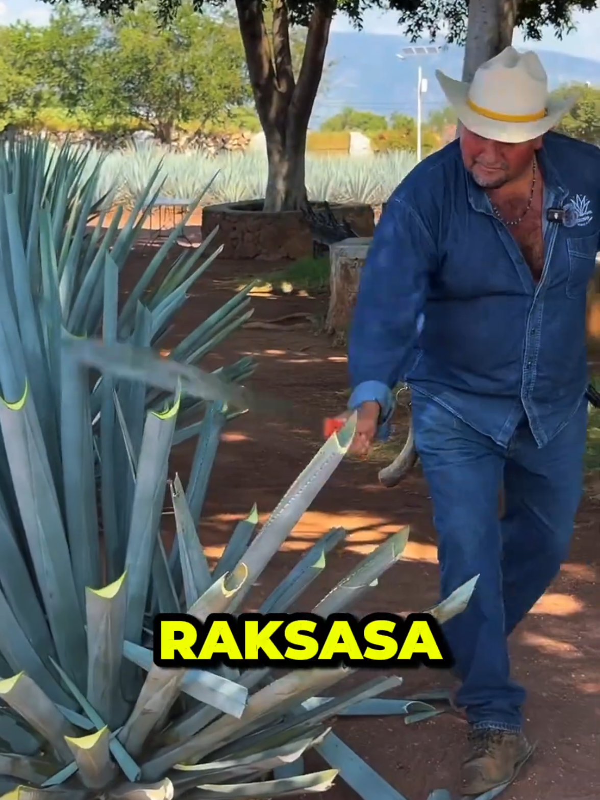 inilah bahan rahasia tequila #fakta #faktaunik #faktamenarik #fact #viralvideo 