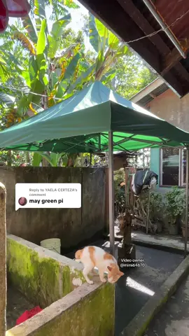 Replying to @YAELA CERTEZA yes mam meron, click po yellow basket #foldabletent #cartent #businesstent #tent #fyp 