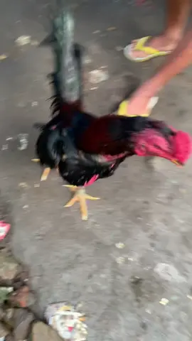 (Manis) sak pranggalan Beck beck😁#jalulop #mangon#pakhoy #antipakhoy #pama 