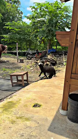 Arep adus kok ndadak mlayu mlayu 😁#dombamerino #merino #dombalucu #dombabatur 