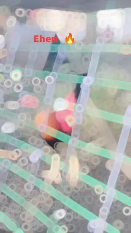 #fypageシ #fypppppppppppppppppppppppppppppp #broodcock #highlight #fyp 