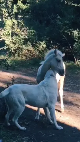 #keşfettttttttttttttttt #keşfetteyizzzzzzzzzz #fvpppppppppppppppppppppppppp #🐎🐎 #🐕🐕🐕🐕🐕🐕 