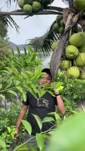 Ready bibit kelapa pandan wangi  WA : 082267767123 #setiatani #tgksetia #setia35_aceh #viraltiktok #masukberanda 