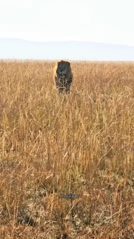 Oloimina, for me, is already a legend. He's on his way to Rongai to share the game his family has just hunted.  #blackrockboys  #oloimina  #wildlife  #lionking  #fyp 