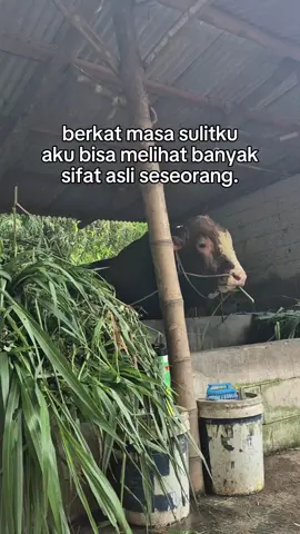 Begitulah☺️#perintisbukanpewaris #peternakmuda #suksesbutuhproses #suksesmuda #motivation 