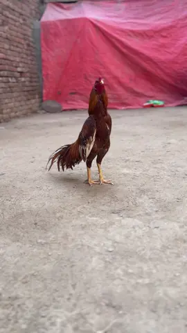 Pila 🫀❤️#hamza0001 #creatorsearchinsights2025💗💗 #foryou #foryoupage #viralvideo @tahirmahmood7583 @❣️🇭 🇦 🇲 🇲 🇦 🇩 🇦 🇱 🇮 ❣ @AHSAN 