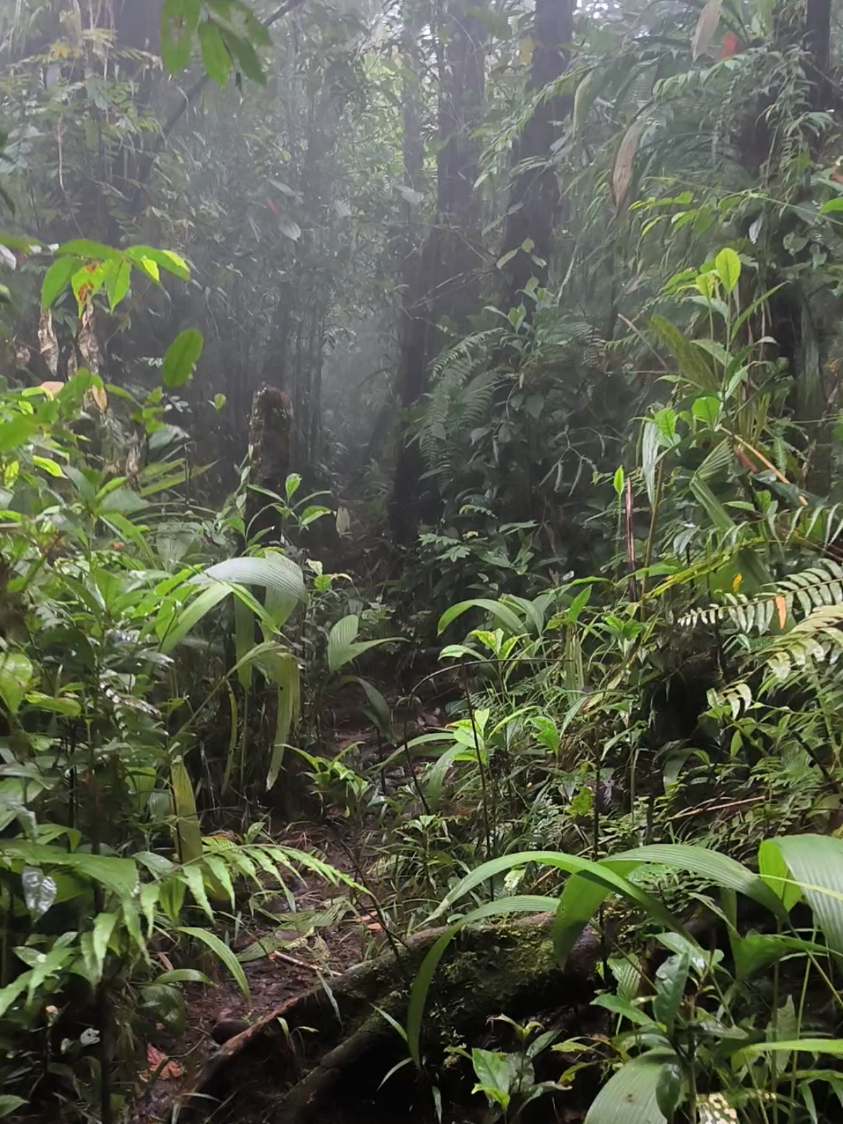 Tetap tenang kuasai diri,mentalmu sedang diuji☠️ #pendakigunung #slametviabaturraden #gunungslamet 