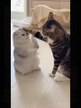 Are you under magic, son? Try looking through the sky first 😂😂😁😄#cat #CatShorts #fyppppppppppppppppppppppp #shorts #funnyvideos 