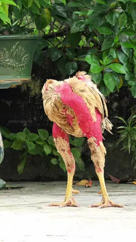 gà chọi đẹp  #?gachoivietnam🐓🐓🐓 