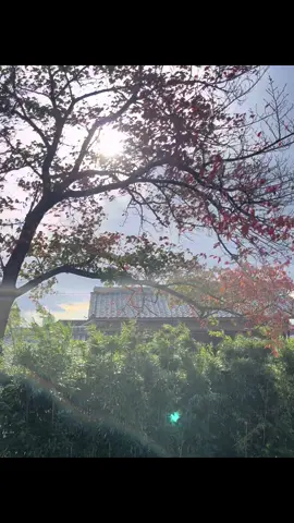 Back to countryside 🇯🇵  #fyp #おすすめ #japanvibes #autumn 