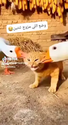 #فولوكمنت #متابعه   ‏:هذي والله العقوبه😂😂😂