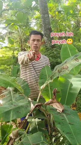 payah lah payah😬 #fyp  #padahariini 