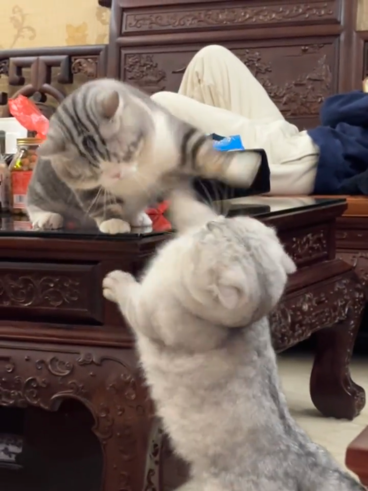 ”Two tiny warriors, zero chill! 😂 Every day is a new episode of ‘Who’s the real boss?’  Enjoy the cutest chaos of the day!” #cats #kittenfight #funnycats #catsoftiktok #cuteanimal #catlover #dailycats #catvideos #adorable #cutekittens #funnyvideo #pets #kittylove #meow #playfulcats #catmom #catdad   #viralvide #tiktokcatsforlife #catwarriors #kittycat #kitten