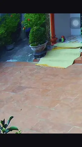 Tổng tài và đàn em#dog #cutedogs #loveanimals #pet #trending 