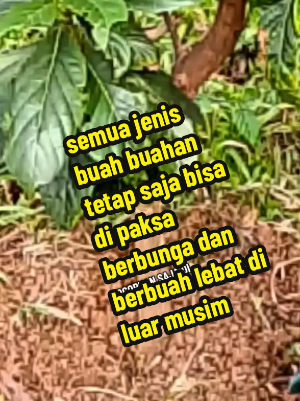 rahasia memaksa semua jenis buah buahan agar bisa berbunga dan berbuah lebat di luar musim cukup menggunakan #bosterbuahbuhaan 
