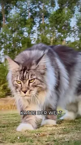 Maine Coon, du kannst mir nicht sagen dass du die Freiwillig hast!#fyp #katzen #mainecoon #cat #katzenauftiktok 