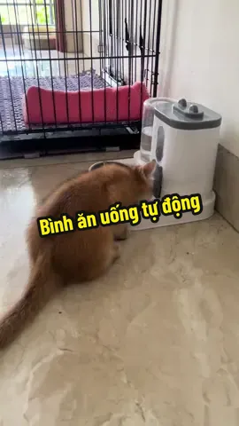 Bình ăn uống tự động cho các boss,  vệ sinh sạch sẽ#pttrang87 #fyp #sapthom #chomeodethuong #chomeo  @pttrang87  @pttrang87  @pttrang87 