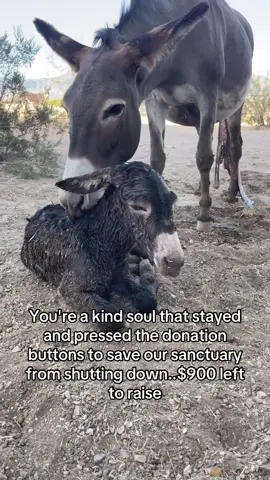 Every kind comment would mean a world to me #donkeys #donkeysoftiktok #usa_tiktok #usadonkey🇺🇸 #unitedstates 