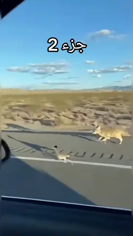 بيب بيب الحقيقي 😂😂😂😂