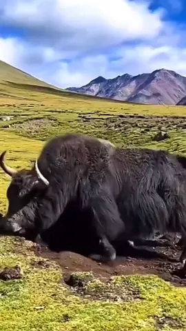 karnali yaks KO NPL song Nirmal chandaraको आयो कर्णाली 🙏🙏support गरौं ।🙏