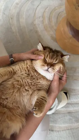 โห พนักงานคลินิกนี้นวดดีจริงๆ หน้าพนักงานตัวอ้วนฟินมาก😛 #นวดหน้า #คลินิก #คลินิกความงาม #ทาสแมว #catsoftiktok 