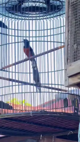 Salah satu indukan terbaik di kandang @intanbf #murai #muraibatu #muraibatuindonesia #fyppppppppppppppppppppppp 