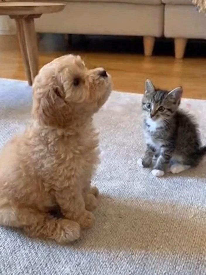 ใจเย็นๆ อย่าบ่นเยอะ #เทรนด์วันนี้😂😂 #หมาน่ารัก #น้องแมวน่ารัก👍👍 #คลิปai #น้องหมา