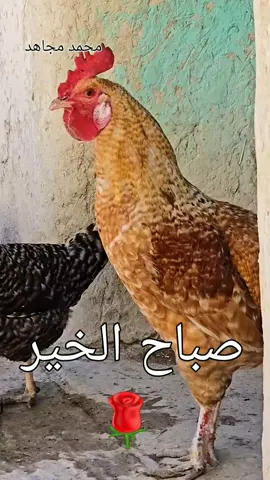#اصبحنا واصبح الملك لله اللهم يسر امورنا وافتح لنا أبواب الرزق والعافية 