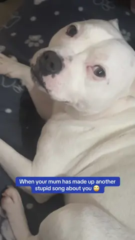 Bruce is sick & tired of me atp x #dogmom #dogmumlife #doglife 