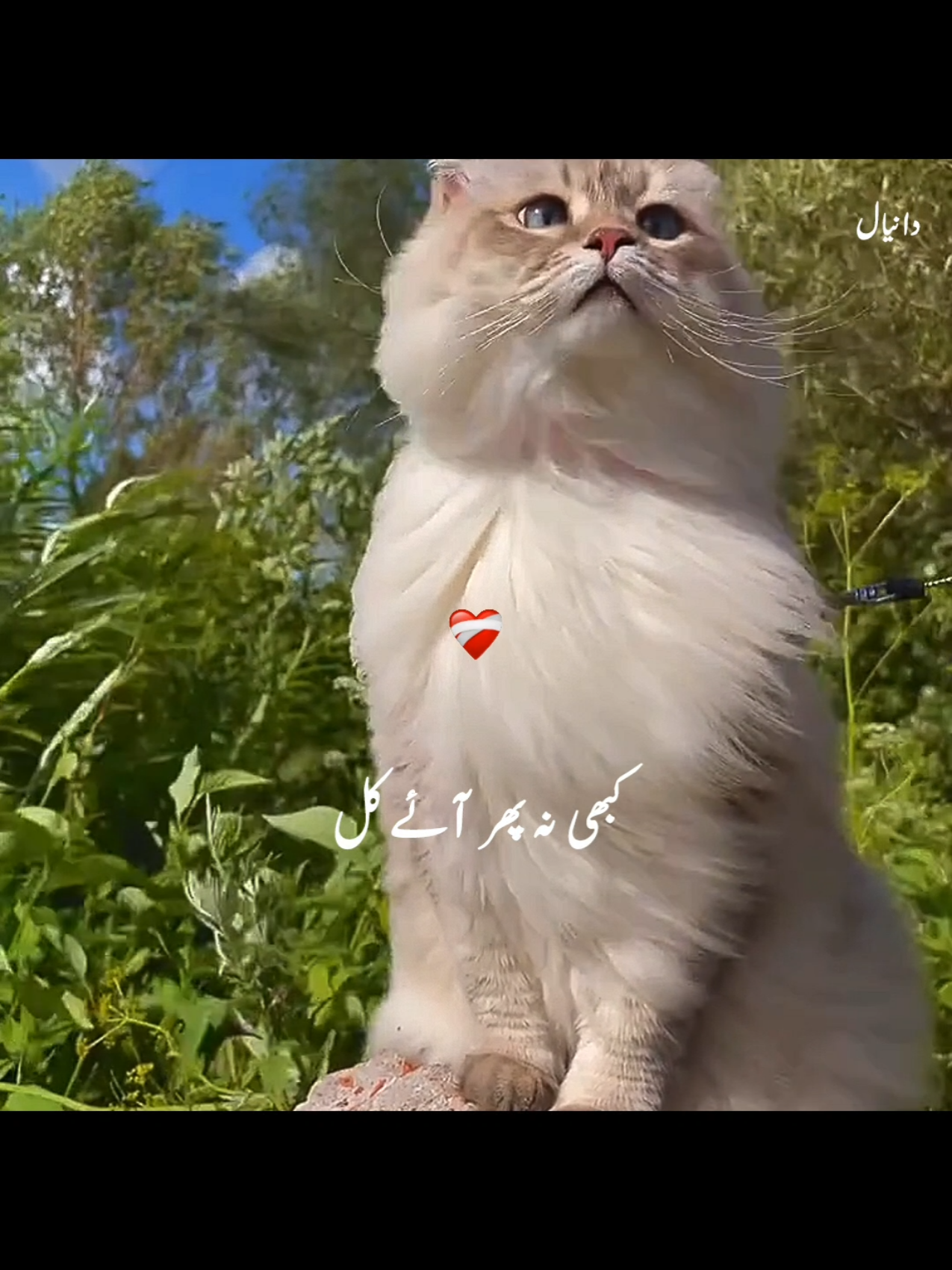 Feel This Song 🫶💯🫀||Aesthetic Status|| . . . #growaccount #trendingsound #lyrics #aesthetic #lyricsdaniyal0 