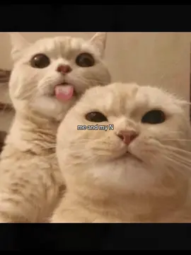 N✨#repost #xyzbca #Inverted #N 