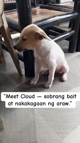 “Meet Cloud: soft, calm, at pure good bo energy.”#pet #PetsOfTikTok #petlover #everyone #followme 