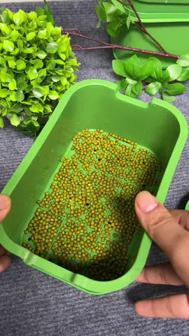 Khay làm giá thuỷ canh #khaylamgia #khaylamgiado 