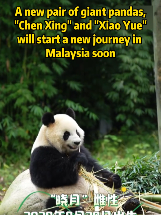 A new pair of giant pandas，