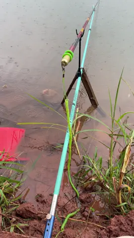 Hôm nay cá ăn mạnh quá 